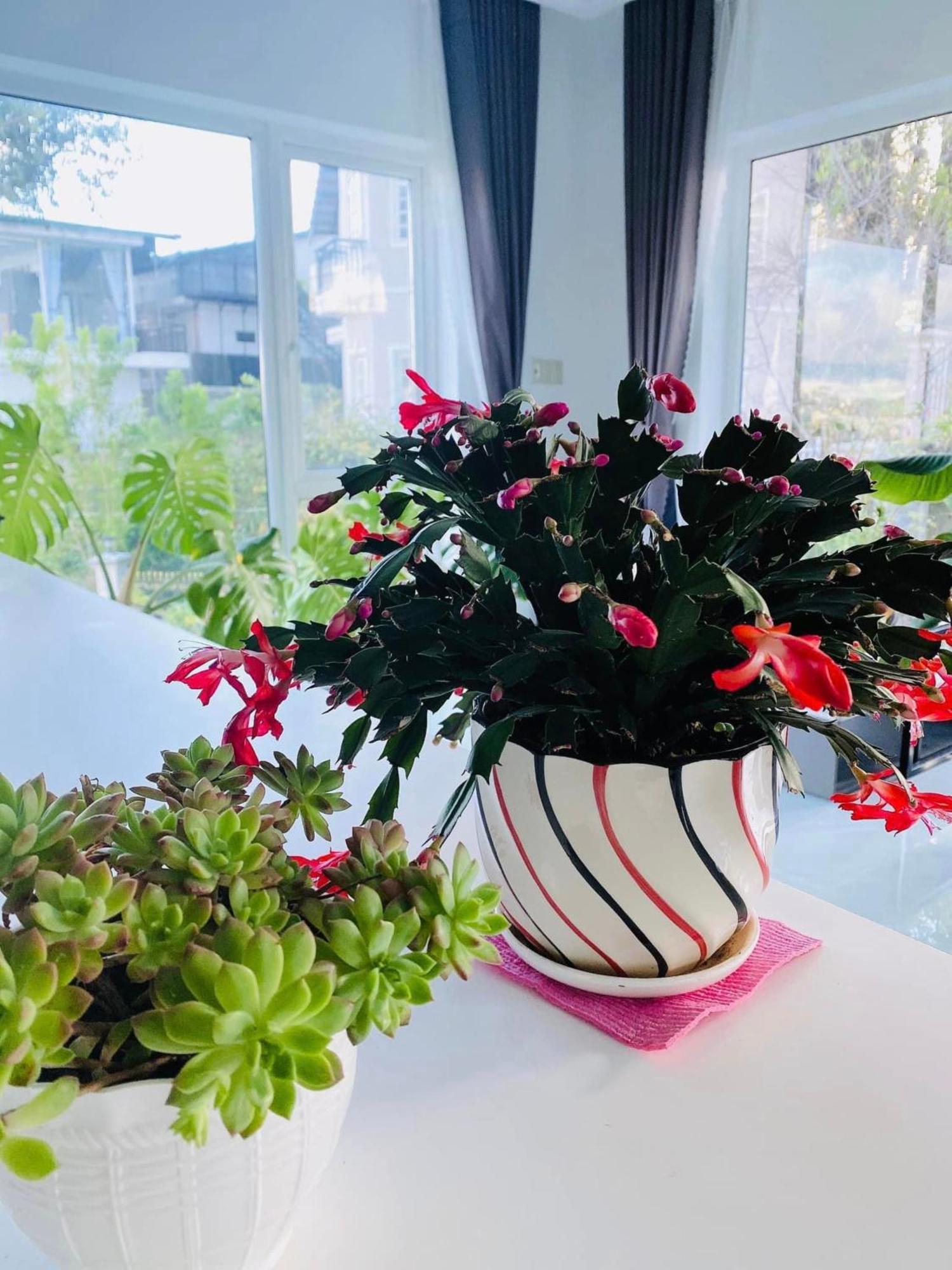 Rose House Διαμέρισμα Νταλάτ Εξωτερικό φωτογραφία