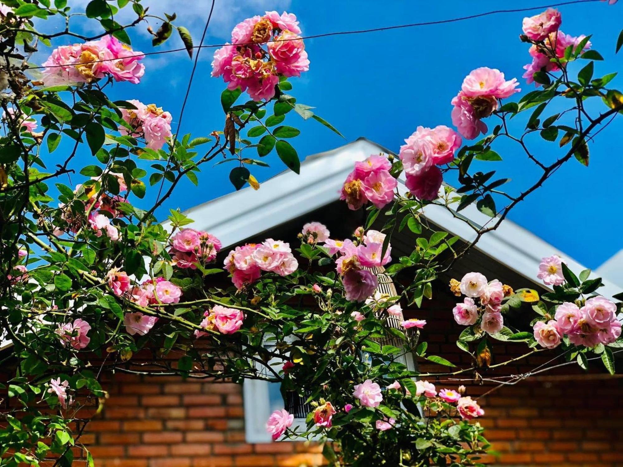 Rose House Διαμέρισμα Νταλάτ Εξωτερικό φωτογραφία
